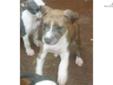 Price: $600
This advertiser is not a subscribing member and asks that you upgrade to view the complete puppy profile for this American Staffordshire Terrier, and to view contact information for the advertiser. Upgrade today to receive unlimited access to