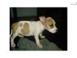 Price: $350
This advertiser is not a subscribing member and asks that you upgrade to view the complete puppy profile for this American Staffordshire Terrier, and to view contact information for the advertiser. Upgrade today to receive unlimited access to