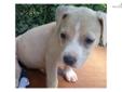 Price: $350
This advertiser is not a subscribing member and asks that you upgrade to view the complete puppy profile for this American Staffordshire Terrier, and to view contact information for the advertiser. Upgrade today to receive unlimited access to