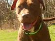 Azalea is a gorgeous American Stafforshire Terrier that was brought to the shelter as a lost dog. Since her past pet parent did not come to get her she is now looking for a new home. She already knows sit and got all A's on her safer test. Azalea is