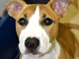 Hello, I'm Addison, a very friendly and social 4 month old puppy. I have beautiful markings, including fabulous built in eyeliner, and I am a very smart girl. I am eager to learn and eager to please. I love attention and to cuddle close. I'd be a