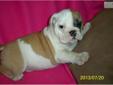 Price: $1300
The little sweetheart is called "AMIGO", he is an awesome bulldog in everyway! He has been raised here in our home with our family, he will make a great addition to any home! AMIGO is current on shots/worming, has been vet checked and is in