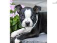 Price: $450
This advertiser is not a subscribing member and asks that you upgrade to view the complete puppy profile for this Boston Terrier, and to view contact information for the advertiser. Upgrade today to receive unlimited access to NextDayPets.com.