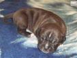 Price: $1000
welcome to bethany amstaffs, our home on the web. breeding show quality amstaffs and pet quality puppies. thank you for your interest in our dogs and puppies.
Source: http://www.nextdaypets.com/directory/dogs/81f44ac3-5541.aspx