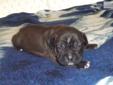 Price: $1000
welcome to bethanyamstaffs, our home on the web.breeding show quality and pet quality amstaffs. thank you for youe interest in our doge and puppies
Source: http://www.nextdaypets.com/directory/dogs/c24cc403-ac01.aspx