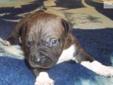 Price: $1000
welcome to bethany amstaffs our home on the web, breeding show quality and pet quality puppies. thank you for our interest in our dogs and puppies.
Source: http://www.nextdaypets.com/directory/dogs/15af32c2-ba91.aspx