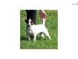 Price: $100
This advertiser is not a subscribing member and asks that you upgrade to view the complete puppy profile for this Jack Russell Terrier, and to view contact information for the advertiser. Upgrade today to receive unlimited access to