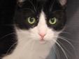 Intake Date: 3/5/12 Available Date: 3/5/12 Intake Reason: Returned Adoption Age: 4 Year FIV/FELV NEGATIVE Litter Trained: Yes Adoption Fee: $50 You just found the most amazing kitty EVER! Crackerjack is a big, snuggly guy who loves nothing better than to