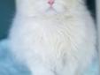 Special cat looking for a special home! My name is Powder Puff, and I'm a gentle Persian kitty looking for some TLC. I am a sweet girl, but very shy. I need a quiet, calm home and a patient owner who will go slow and comfort me. I seem to get along ok