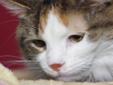 How beautiful is Patches? She is really soft too. Patches is very appreciative of a chin scratch and loves people. She is fine with other cats too. Since Patches is spayed, she can go home today. Even though Patches is 11, she is still very active and
