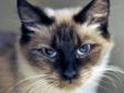 New to the adoption program, Lexi is a sweet and lovely cat with beautiful deep blue eyes so crystal clear they sparkle. We think Lexi is a Balinese-mix because her fur is slightly longer than that of a Siamese. She came to the shelter with her kittens