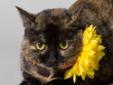 Dorie is a great cat that loves to sit in your lap. And she is a great talker so she will be glad to hear about your day and then tell you her opinions. If you need a loyal and steadfast companion Dorie is your girl. Please visit our website at