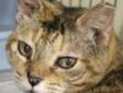 Minmin is a sweet older kitty who was part of a controlled colony where she had been dumped but where a lady was feeding her at her workplace, but when she got a different job she was worried about her since she was such a friendly cat. At first Minmin