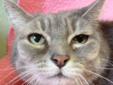 Hi, my name is FeFe. I'm a gray and white female tabby. I am independent and affectionate. I am litter box trained, good with kids and good with other cats. I would love to become your pet! My adoption fee is only $15. Please come see me at the Wenatchee
