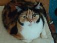 Callie is a sweet calico kitty that loves to be cuddled. She has a gentle, loving personality and is a real love-bug. Callie is also declawed in the front so she can never go outside. Callie has the cutest face with gorgeous green eyes that are hauntingly