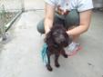 My name is "Flossy." I am a 2 year old Female Chocolate Poodle. I only weigh 9 pounds and will be (am) a small dog. I just got back from my beauty appointment and I am really pretty now. I was dumped at the shelter with no note or any information about