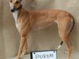 Duron Robin arrived in Charleston on February 18th. She is a pretty red girl who was born in May of 2008. She raced at 64 lbs. She is not kitty friendly. She was heart worm positive, but has been treated while at the track and has recovered well. She has