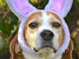 Pretty Buela is a Beagle with a disposition so sweet that upon meeting her you want to scoop her into your arms and take care of her. She is patient, gentle, and careful. She was born March 2007 and weighs 15 pounds. Just right for holding and winding