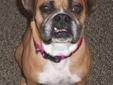 April 6, 2012... Sweet Chloe is coming back to rescue. She is a very happy, sweet girl who likes other dogs but isn't a fan of cats. Chloe is good with kids but can get excited sometimes and could accidentally knock over a little child. So, it might be