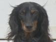 BUFFALO, NY NAME: Ramsey AGE: 3 years SEX: Male (neutered) WEIGHT: 13 14 lbs. COLOR: Black and Tan with some silver dappling COAT: Longhair UP TO DATE: Yes SPAYED/NEUTERED: Yes ADOPTION FEE: $275.00+10.00(chip fee) HOUSETRAINED: Very close CRATE TRAINED:
