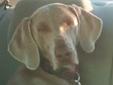Hi! My name is NALA, and I am a beautiful , 2 yr old, gray Weimaraner. I am a petite, curious girl. In fact, I like to sniff out my surroundings. I can be a little skittish, and will "put on my brakes" if I see something that concerns me. I appear to be