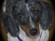 You can fill out an adoption application online on our official website.My name is Milkshake, and I look like cookies and cream. I'm a small adult double-dapple Dachshund girl who enjoys calm situations, patient people, and a lot of love. I was a breeder
