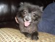 Jennifer rescued Phoebe a pom from a breeder. Poor little girl is 12 yrs and in need of a loving home. She is vaccinated and hw neg. Jennifer will need a home visit and vet refs from potential adoptive parents. If you are interested in giving her a