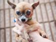 This sweet boy is an older Chihuahua. He is tiny, even by Chihauhua standards. He appears to have cataracts. He has some sight loss but gets around really well. He is friendly with people and dogs and just wants to be held or in someone's lap all the