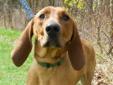 This is Dorrie Bell and she is a Hound mix who came to the shelter as a found dog in March. Dorrie is a very sweet and energetic dog that will probably need to be kept on a leash or in a fenced enclosure so that her nose does not take her on another