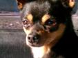 Hi, my name is Chico! I am a sweet little male Chihuahua that was rescued from a neglectful home where I was just crated 24 hours a day. At first I thought it was okay to potty in the house because no one ever told me anything different. And I had a