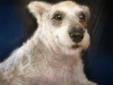 Greetings! My name is Mr. Magoo and I came to Soft Place to Land 9/23/2011. My birthday is 7/24/04. Before SPTL, I spent my life as a breeding dog at a large scale breeding facility. I need someone who can be very patient with me, because I have something