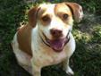 Simba is a sweet, loveable, fun dog! Not only does he walk well on a leash, but Simba is good with other dogs and children. We have taken Simba to multiple off-site events and he very much enjoys mingling with people and other animals. Simba will be an