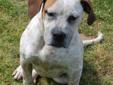 Ricky is a delightful Pointer/Australian Cattle Dog mix and is six months old. He is such a sweet and friendly dog who loves everyone! Ricky is so handsome with his snow white coat that is beautifully marked with spots and speckles. He is great on a leash