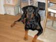 Libby is a darling of a girl. She is as docile and gentle as can be. After a few weeks in foster, Libby has begun to show her Rottie protective side. Libby will let you know when someone is outside, but will also respond when called to settle down. Libby