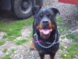 Hanna is a female 2-4 year old Rottweiler who was found wandering the streets of Philadelphia with no sign of an owner. She was picked up by the police and brought to ACCT, where no-one came to claim her. Hanna doesnt seem to mind, though. Shes majorly