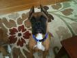 Kip is a gorgeous and sweet 4.5 year old boy. He is adjusting well in his foster home and playing with his foster sister. He is gentle boy when especially when giving kisses and doesn't jump on you like most typical Boxers, but still has the traditional