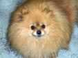 Hello everybody! I'm Mikey, likely, the most beautiful pure bred Pom your eye's have ever seen! I'm about six pounds, and 5 years young, full of pure joy and full of myself . I have lots of love to give, for such a tiny timber of a Pommie boy. They say I
