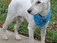 .I'm one of the Texas Schnauzers What does that mean? I am currently located in Texas but once I find a new home, I will come to the MD, VA, DC area for my adoption. Im Schnazzy and Im a male, white Miniature Schnauzer with natural ears and a docked tail.