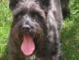 Katie is a 3 year old black female Schnauzer. Katie is a big girl, she weighs 27 pounds. Katie gets along with other dogs and she loves to play. She isn't as sure about being around men or with children but once she knows the men, she is ok. She would do