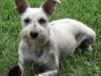 .I'm one of the Texas Schnauzers What does that mean? I am currently located in Texas but once I find a new home, I will come to the MD, VA, DC area for my adoption. Im Felicia and Im a female, silver Miniature Schnauzer with natural ears and a docked