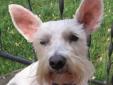Moose is a sweet white female Schnauzer, she's 5 years old and she didn't seem to fit in with her previous family. She gets along with other dogs as long as they are not too rambunctious. She's happy to be in your lap for some loving'. Moose is current on