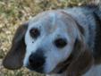Reba is a well-behaved Beagle who was abandoned at our shelter. She loves people and likes to play! Age: 5 years. Cost: $95. Updated 1-15-12 Please visit our website at http://www.petfinder.com/petdetail/22565592