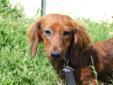 Rusty is a Red/Blk, Male Dachshund. He is a cuddle bug and loves to be with you. He is a sweetheart!!! He is neutered, current on vaccines and on heartworm prevention. He weighs 11.6lbs. Pictures taken 4/10/2012 Please visit our website at