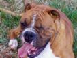 Dozer is a young and very playful boxer. He loves people, other animals, and life itself. As you can see, he is missing one eye. One day Dozer decided to see if a horse would be his playmate, which didnt turn out so well for Dozer. Today Dozer and the