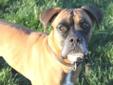 Through no fault of his own, Joey was surrendered to an Indiana shelter by his family due to medical and financial issues. Joey is 4 years old and in need of a second chance. He is housebroken and crate trained. He gets along fine with other dogs as long