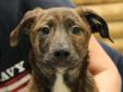 Very sweet 5 month old Shepherd mix would benefit from puppy school and lots of love and attention. DOB 12/1/2011 19 pounds Please visit our website at http://www.petfinder.com/petdetail/22694471