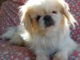 Lilly Peke is a little Pekingese female who is perhaps four years old. She weighs 10 pounds. Lilly Peke is a sweet and loving little dog who even seems to like children but needs to be in a quiet home. She is house trained. Lilly Peke was heartworm