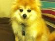 This sweet angel is Marissa. She is a blonde Pom and is about 7 years old. She is up to date on all vaccinations, heartworm negative, recently groomed and spayed. She is only 10 pounds and a very sweet girl. She is housebroken, gets along just fine with
