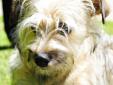 Whoppppeeeee! Hey there! I am Bobbi! I am a fun loving terrier mix. I am about eighteen months old so I am full grown! I have this wiry brown and gray coat that just goes every which way! Honestly, I can't do a thing with my coat! Well I guess you are