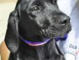 Hi there! My name is Sirena! Me and my mom were brought to the shelter by our owners. I don't think they could afford to keep two dogs. So, me and mom are looking for a new home. I am a Labrador retriever mix. You can see that I am a pretty shiny black